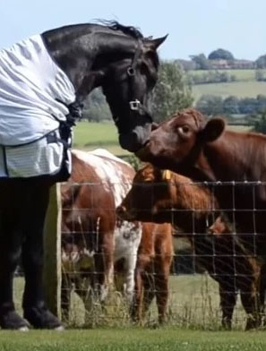 Stunning Friesian Horse Gives a Captivating Display Amidst a Company of Cows